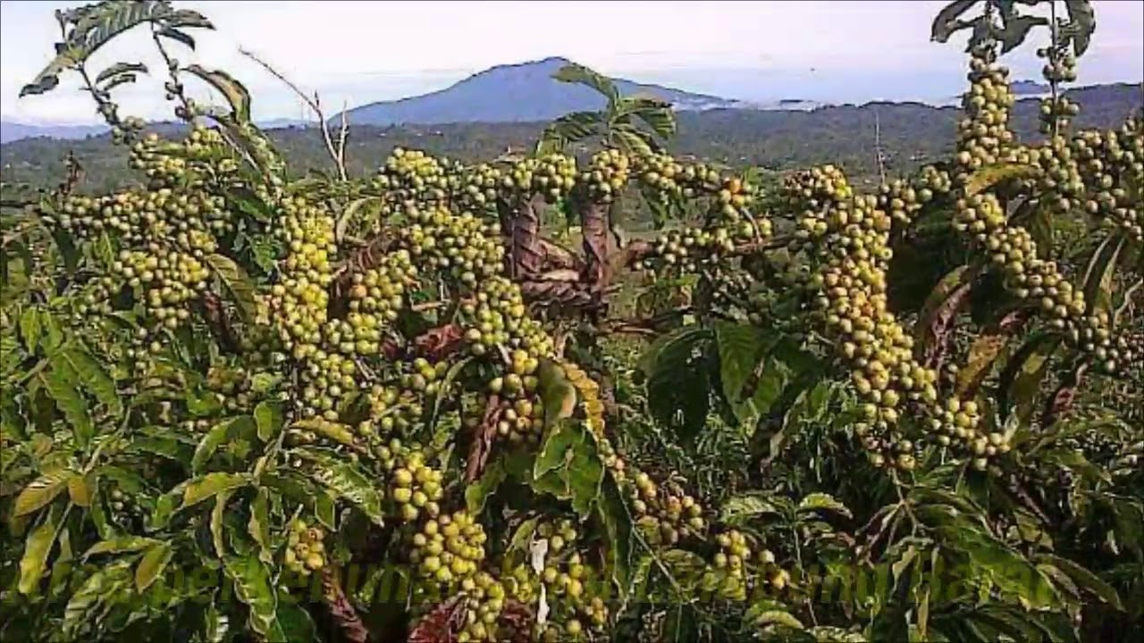 5 Daerah Penghasil Kopi Terbesar Indonesia, Terpusat di Jawa-Sumatera